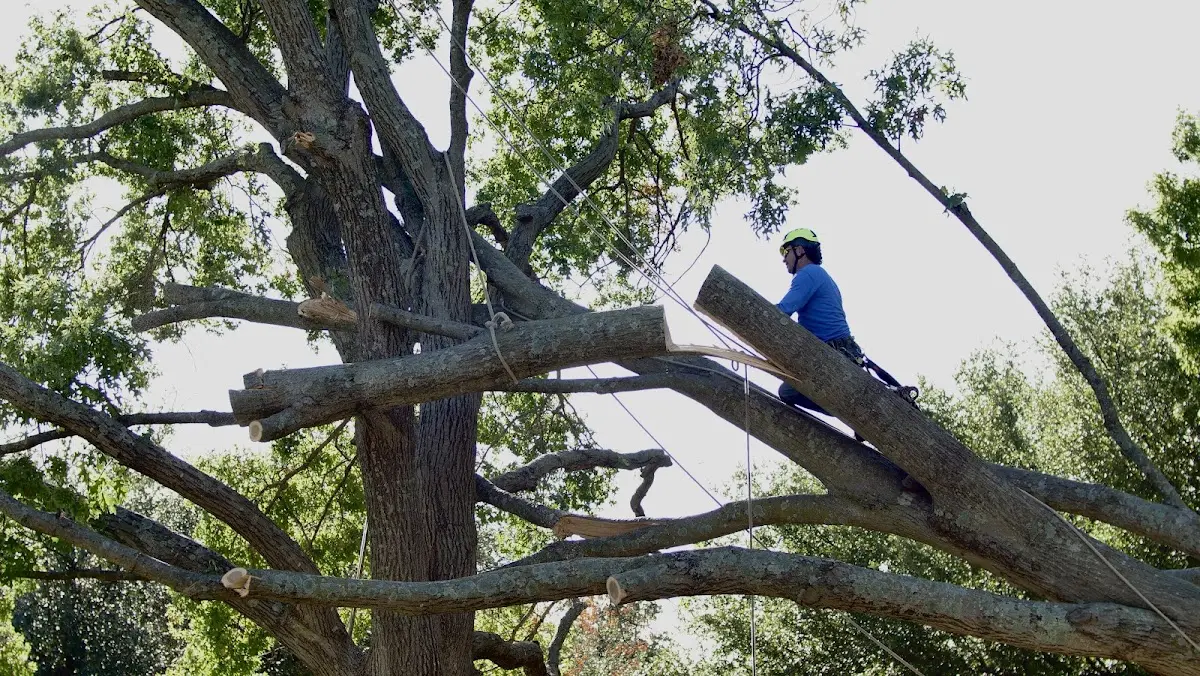 Professional Hazardous Tree Removal performed by certified arborists in Carpenter