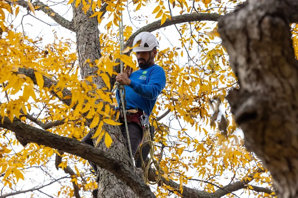 Skilled Tree Planing crew working in Carpenter